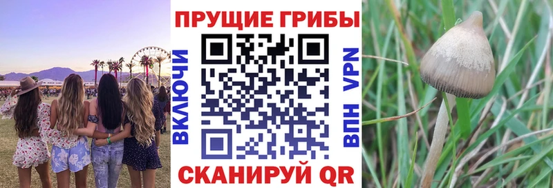 Галлюциногенные грибы Cubensis  omg сайт  Юрга 
